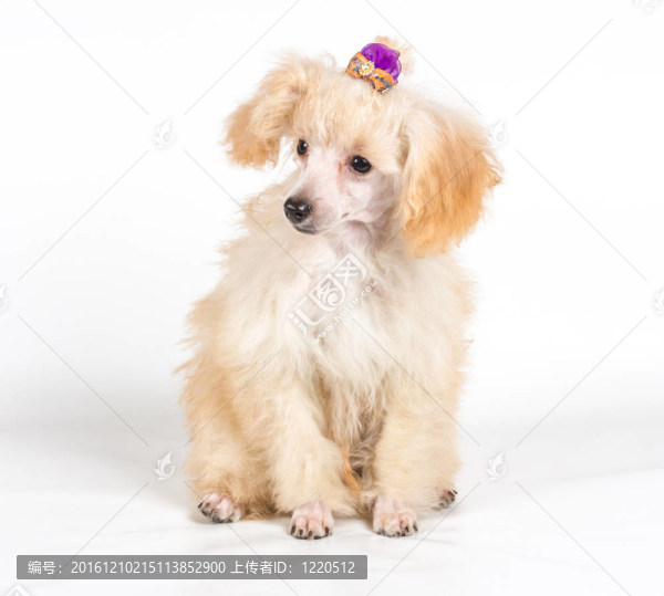 杏色貴賓犬的畫像在白色背景
