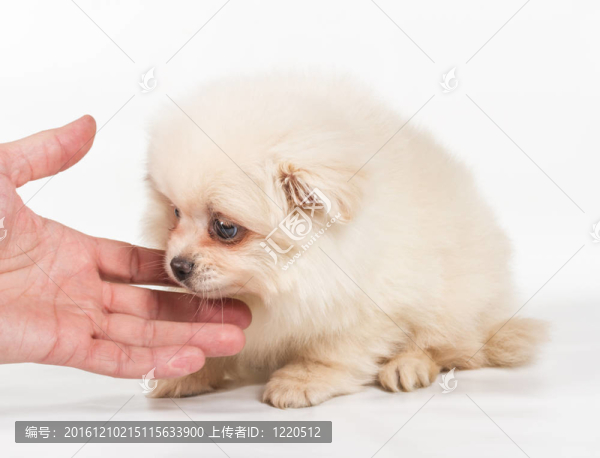博美犬斯皮茨狗在白色背景