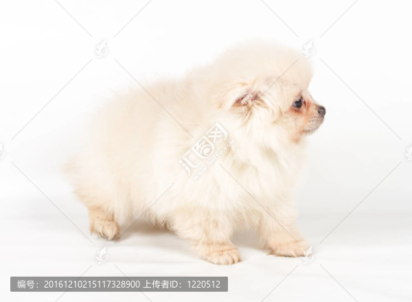 博美犬斯皮茨狗在白色背景