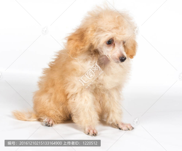 杏色貴賓犬的畫像在白色背景