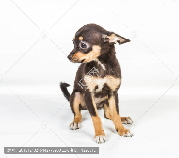 俄羅斯玩具獵犬在白色背景