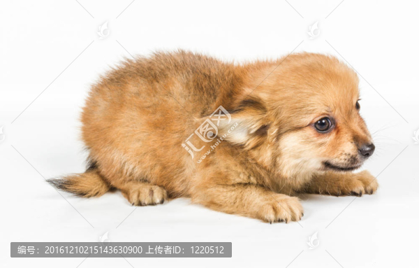 斯皮茨的小狗在白色的背景前。博美犬孤立在白色背景