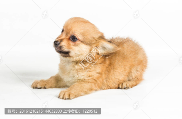 斯皮茨的小狗在白色的背景前。博美犬孤立在白色背景