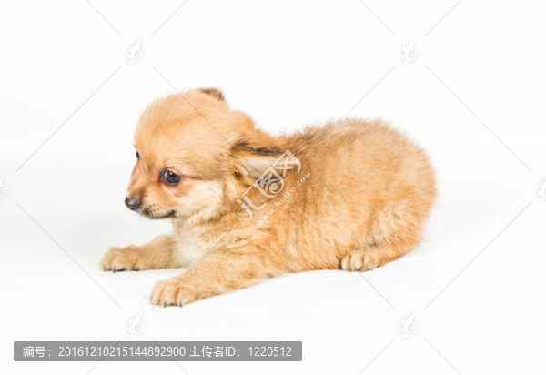 斯皮茨的小狗在白色的背景前。博美犬孤立在白色背景