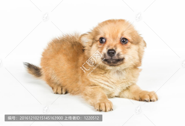 斯皮茨的小狗在白色的背景前。博美犬孤立在白色背景