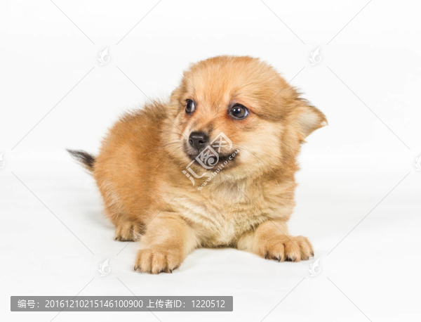 斯皮茨的小狗在白色的背景前。博美犬孤立在白色背景