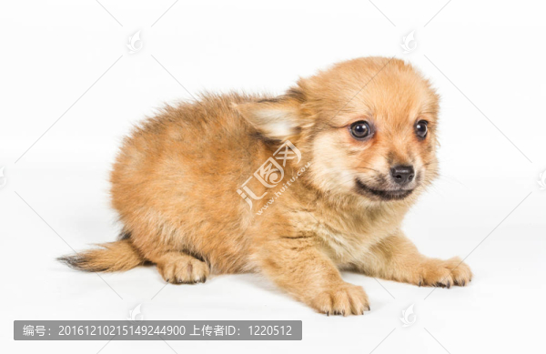 斯皮茨的小狗在白色的背景前。博美犬孤立在白色背景