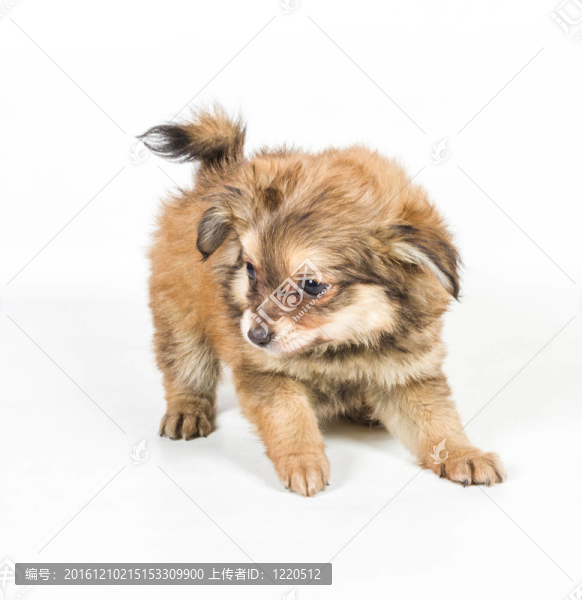 斯皮茨的小狗在白色的背景前。博美犬孤立在白色背景