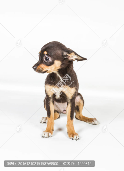 俄羅斯玩具獵犬在白色背景