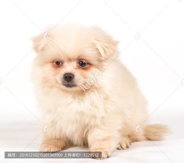 博美犬斯皮茨狗在白色背景