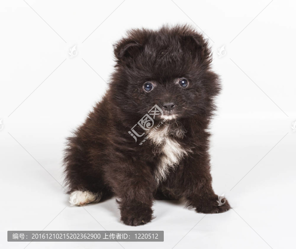 斯皮茨的小狗在白色的背景前。博美犬孤立在白色背景