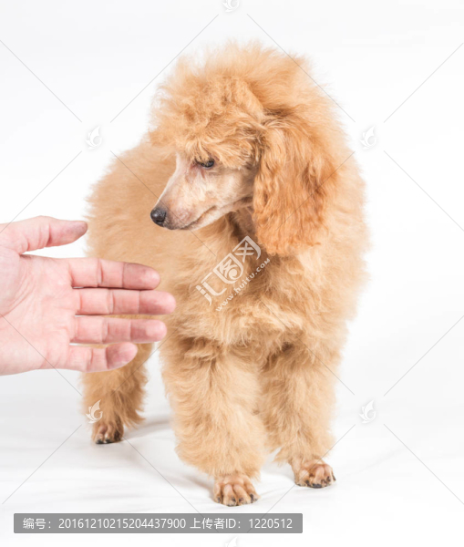 杏色貴賓犬的畫像在白色背景