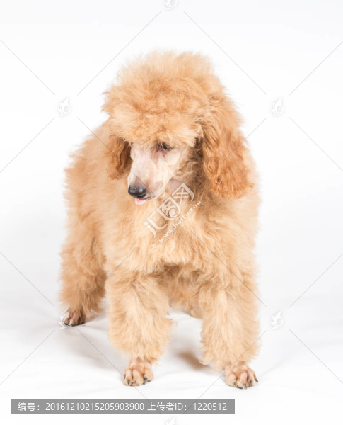 杏色貴賓犬的畫(huà)像在白色背景