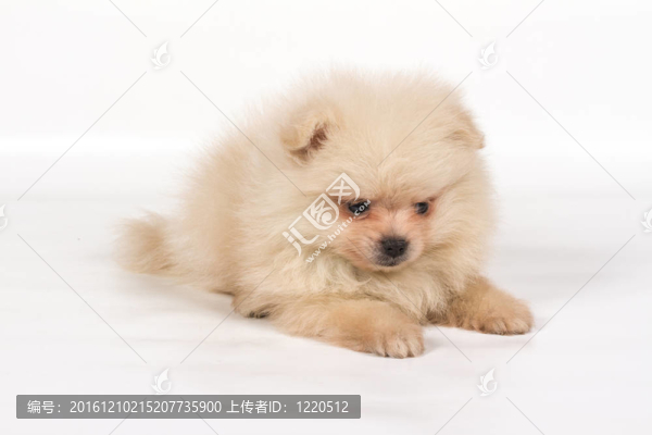 博美犬斯皮茨狗在白色背景