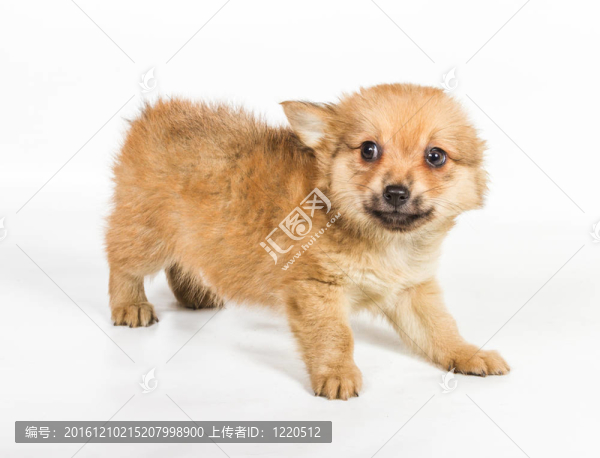 斯皮茨的小狗在白色的背景前。博美犬孤立在白色背景