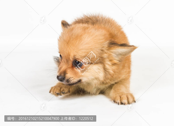 斯皮茨的小狗在白色的背景前。博美犬孤立在白色背景