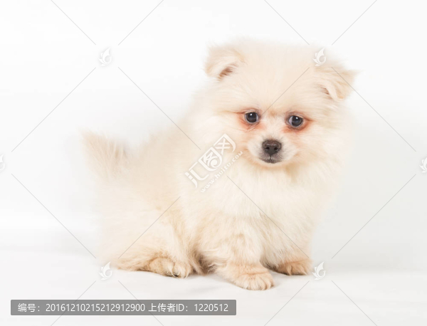 博美犬斯皮茨狗在白色背景