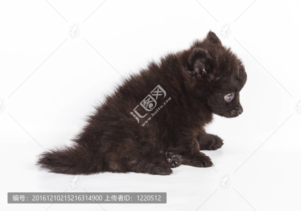 斯皮茨的小狗在白色的背景前。博美犬孤立在白色背景