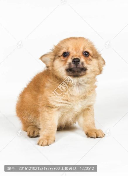 斯皮茨的小狗在白色的背景前。博美犬分離