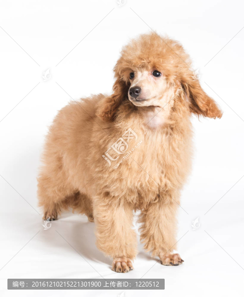 杏色貴賓犬的畫(huà)像在白色背景