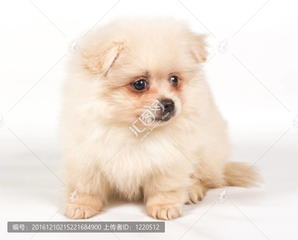 博美犬斯皮茨狗在白色背景