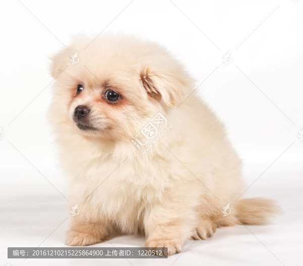 博美犬斯皮茨狗在白色背景