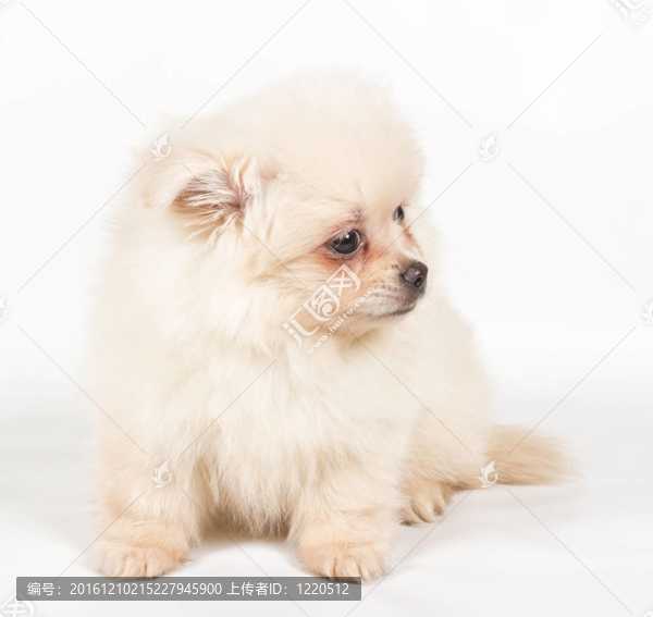 博美犬斯皮茨狗在白色背景
