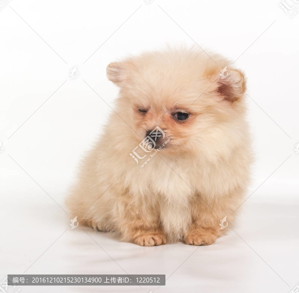 博美犬斯皮茨狗在白色背景