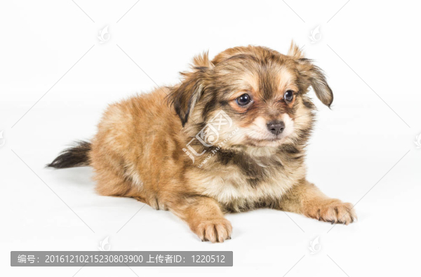 斯皮茨的小狗在白色的背景前。博美犬分離