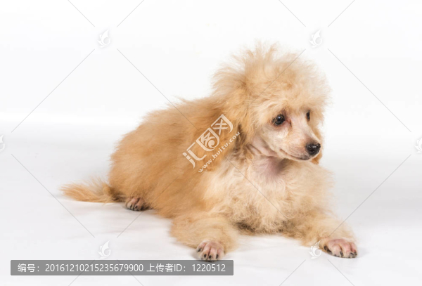 杏色貴賓犬的畫像在白色背景