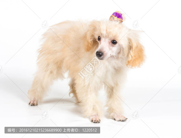 杏色貴賓犬的畫像在白色背景