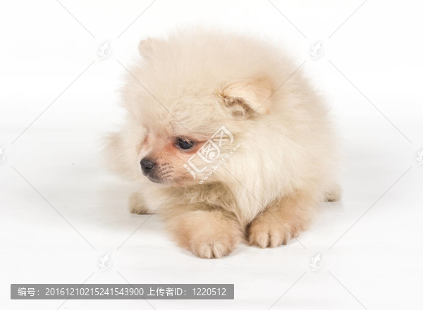 博美犬斯皮茨狗在白色背景