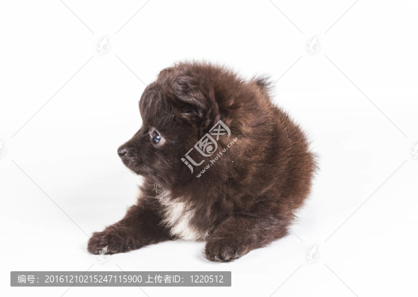 斯皮茨的小狗在白色的背景前。博美犬分離