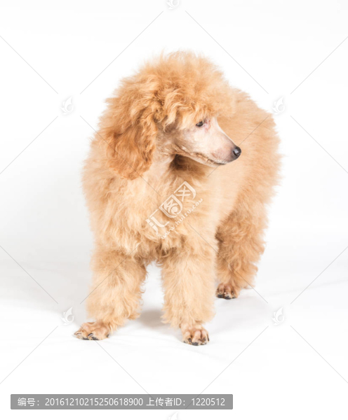 杏色貴賓犬的畫像在白色背景