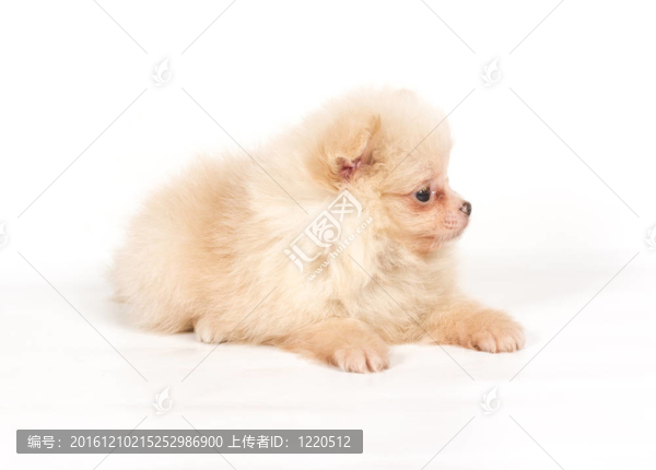 博美犬斯皮茨狗在白色背景