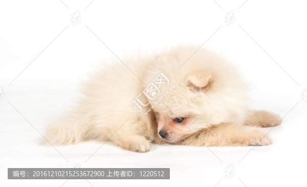 博美犬斯皮茨狗在白色背景