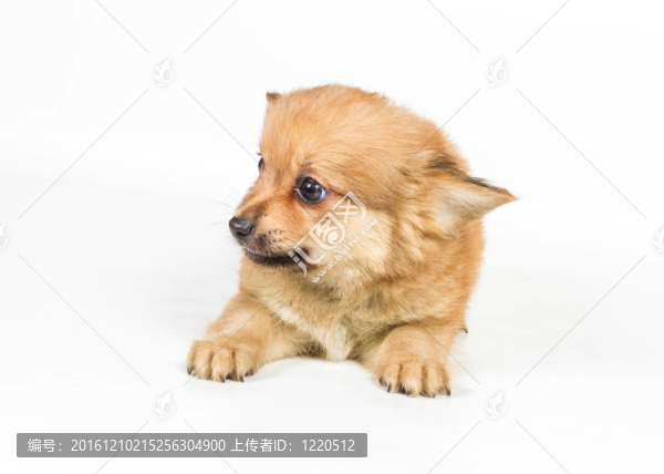 斯皮茨的小狗在白色的背景前。博美犬孤立在白色背景
