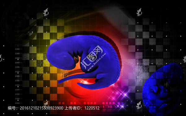 胚胎
