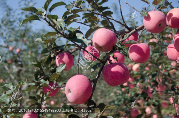 紅富士,蘋(píng)果