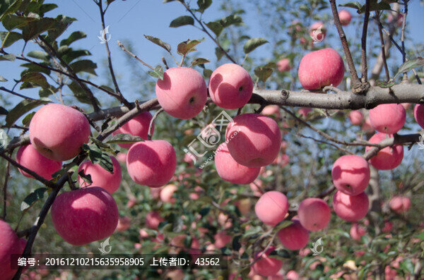 紅富士,蘋果