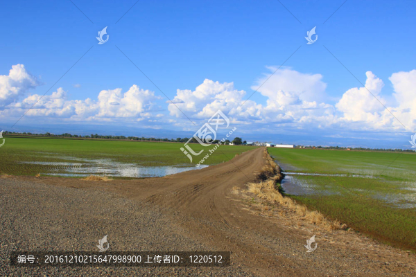 稻田道路