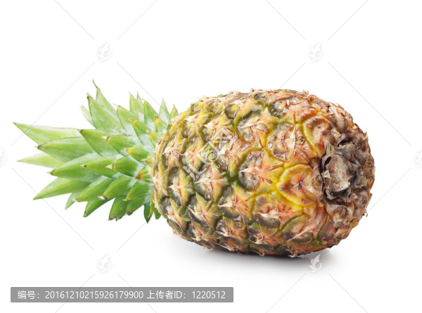 菠蘿