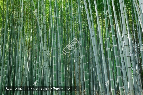 竹林