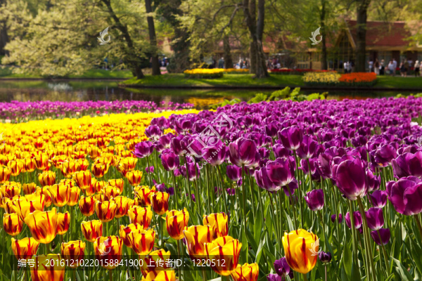 美麗的荷蘭郁金香在Keukenhof
