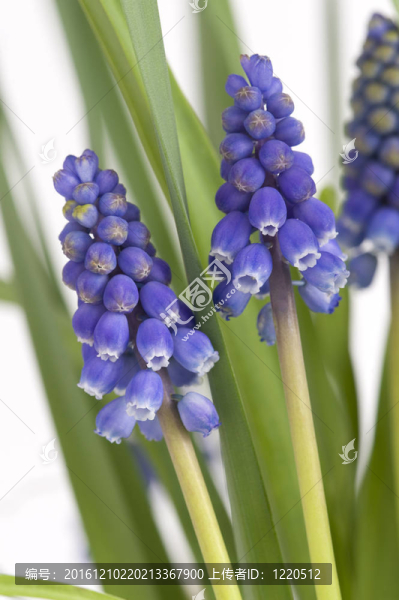葡萄風(fēng)信子的花