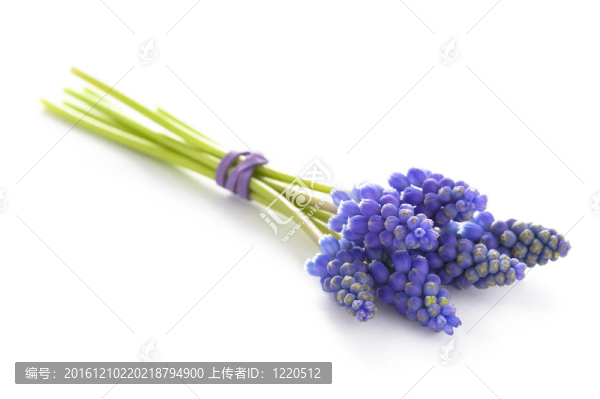 葡萄風(fēng)信子和葡萄風(fēng)信子