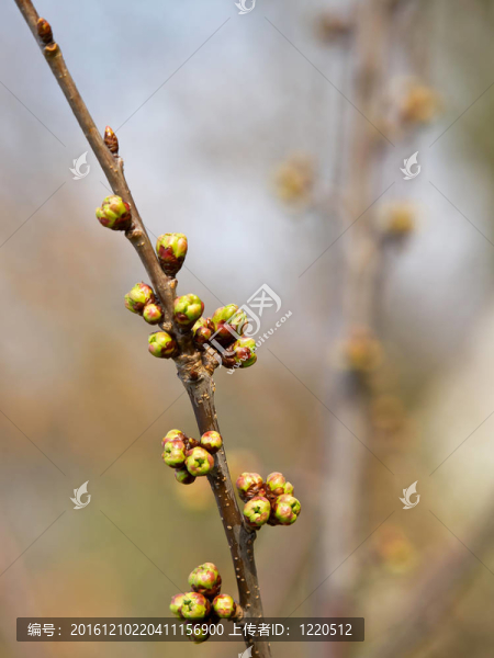 櫻桃樹
