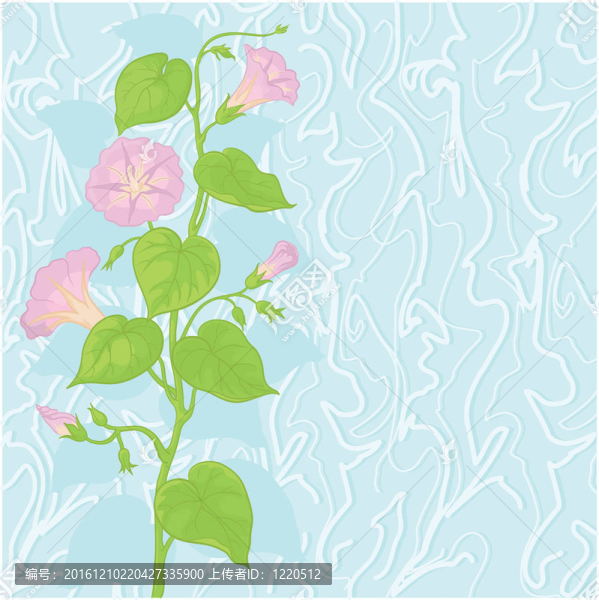 背景flowers,Ipomoea