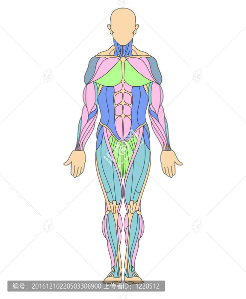 人體的肌肉系統(tǒng)