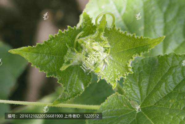 黃瓜發(fā)芽